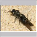 Oxybelus bipunctatus - Fliegenspiesswespe w22 6mm.jpg